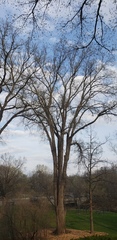 Ulmus