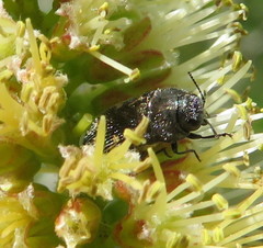 Acmaeodera neglecta neoneglecta