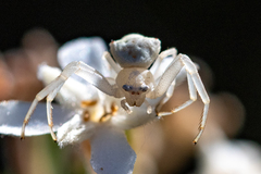 Thomisus daradioides