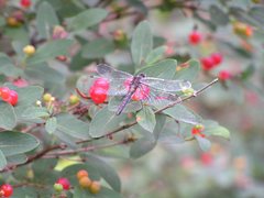 Leucorrhinia glacialis