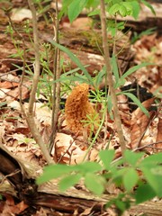 Morchellaceae