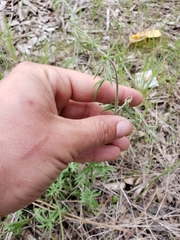 Calystegia stebbinsii