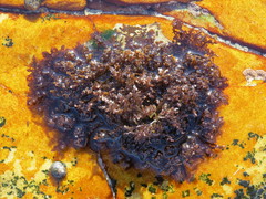 Gelidium pristoides