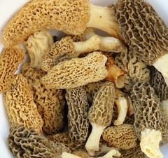 Morchellaceae