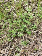 Calystegia stebbinsii