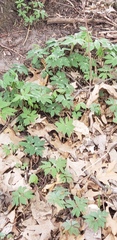 Hydrophyllum virginianum