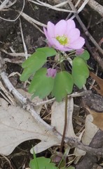 Thalictrum thalictroides