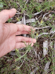 Calystegia stebbinsii