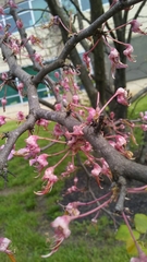 Cercis canadensis