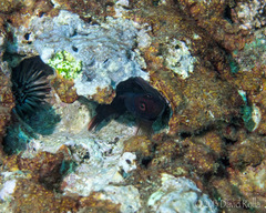 Cirripectes vanderbilti