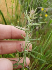 Calystegia stebbinsii