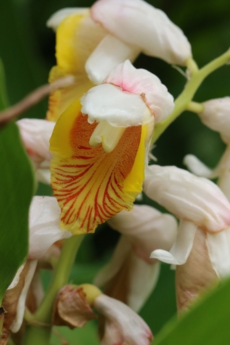 Image of Alpinia hainanensis by no rights reserved