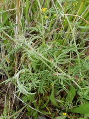 Calystegia stebbinsii