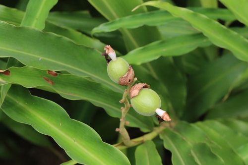 Image of Alpinia hainanensis by no rights reserved