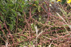 Aphanisma blitoides