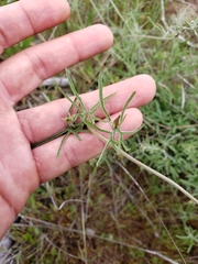 Calystegia stebbinsii