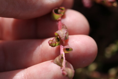 Aphanisma blitoides