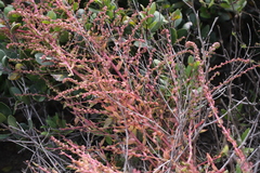 Aphanisma blitoides