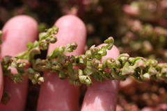 Aphanisma blitoides