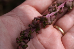Aphanisma blitoides