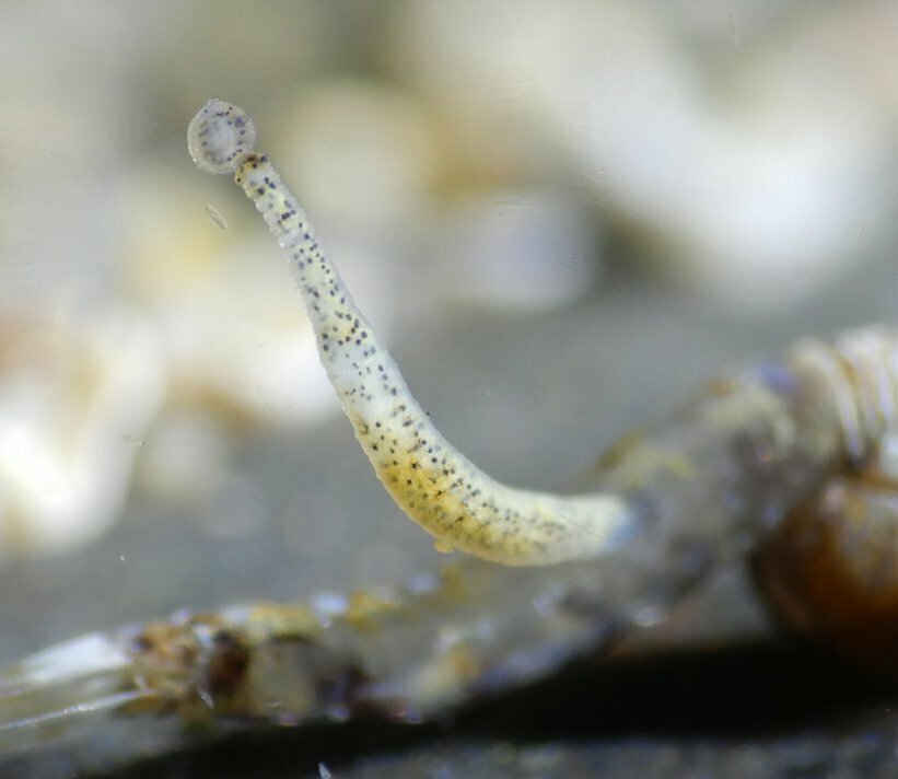 Mysidobdella borealis
