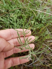Calystegia stebbinsii