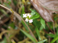 Epidendrum fimbriatum
