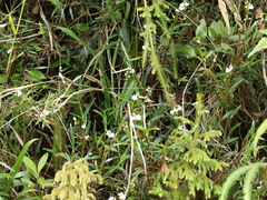 Epidendrum fimbriatum
