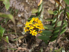 Epidendrum melinanthum
