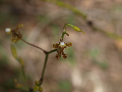 Cyrtochilum divaricatum