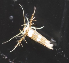 Stathmopoda triselena