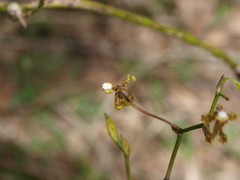 Cyrtochilum divaricatum