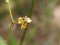Cyrtochilum divaricatum