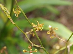 Cyrtochilum divaricatum