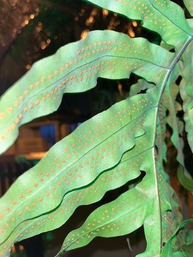 Phlebodium aureum