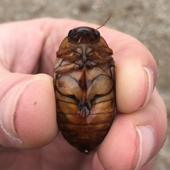Dytiscus cordieri