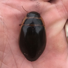 Dytiscus cordieri