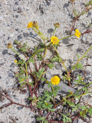 Chrysanthellum pusillum observed 2024-04-18