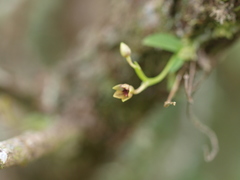 Telipogon williamsii