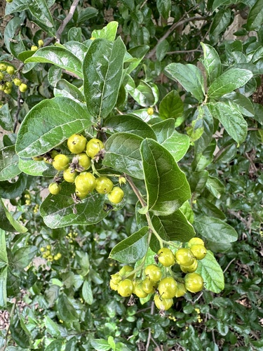 Ehretia anacua