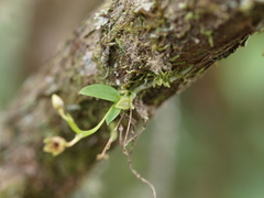 Telipogon williamsii
