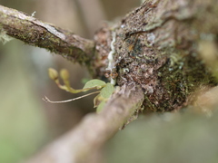 Telipogon williamsii