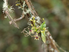 Telipogon williamsii