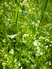 Galium glaucum