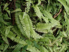 Adiantum malesianum