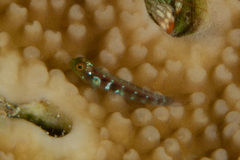 Eviota latifasciata