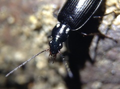 Platyninae