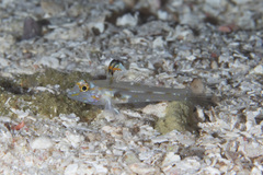 Fusigobius aureus