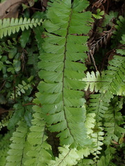 Adiantum malesianum