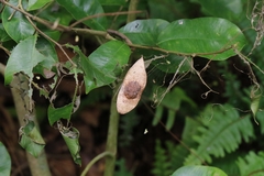 Dalbergia odorifera, photograph author not stated, no rights reserved